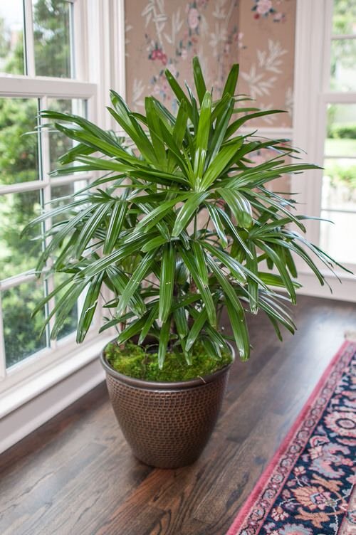 Geld rubber Calamiteit Continu 80 Popular Types of Palm Plants | Balcony Garden Web