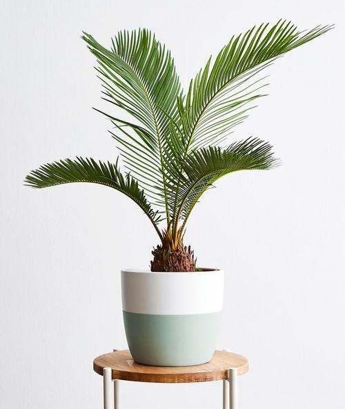 12 Beautiful Dwarf Palm Trees You Can Choose To Plant In Your Living