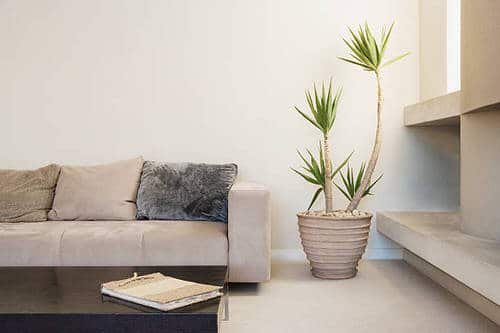 Pin Worthy Houseplant Pictures