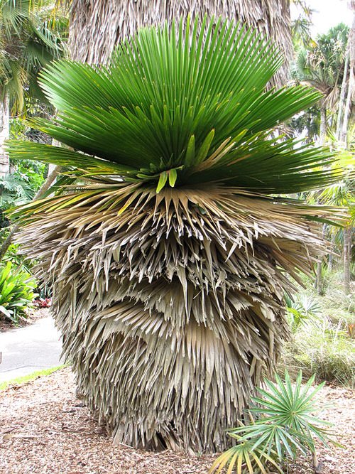 Types of Palm Plants 21