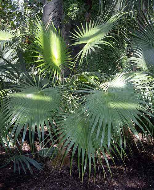 Types of Palm Plants 23