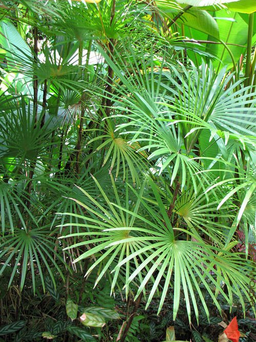 Types of Palm Plants 24