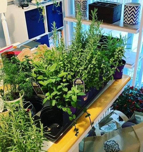 Indoor Herb Garden on Instagram 26