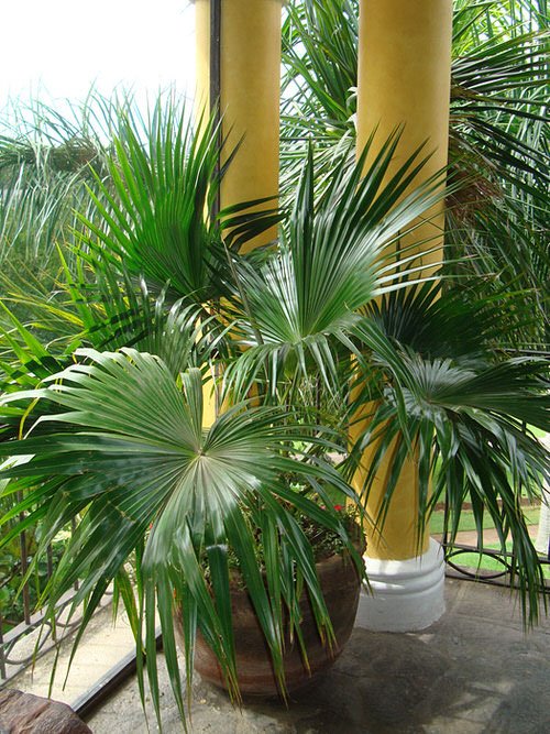 Types of Palm Plants 3
