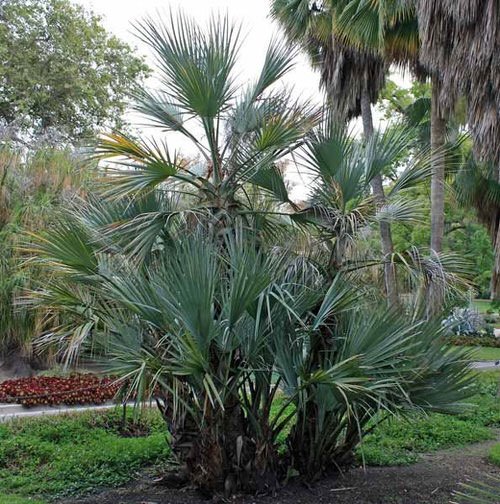 Types of Palm Plants 26