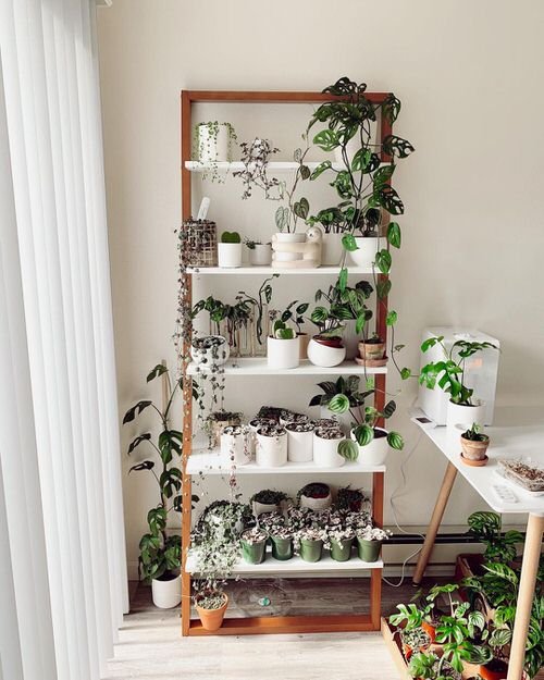 Best of Indoor Plant Décor on Instagram 3