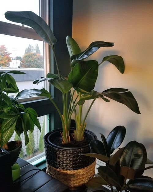 Tropical Indoor Plants Pictures and Ideas from Instagram 3