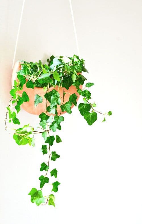 DIY Plant Hanger Ideas 3