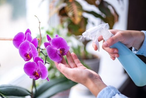 How to Water Orchids 2
