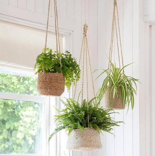 Unique Indoor Plants in Hanging Baskets 3