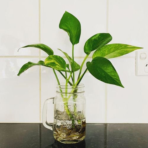 Indoor Plants You Can Grow in Glass Jars and Bottles 3