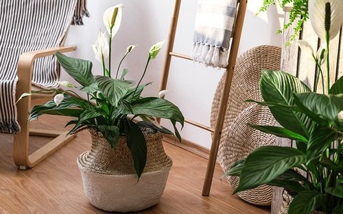 Pin Worthy Houseplant Pictures 32