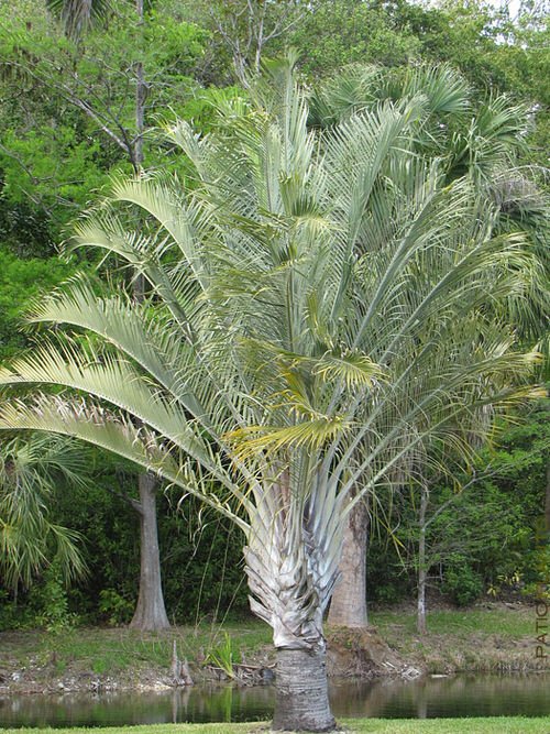 Types of Palm Plants 33