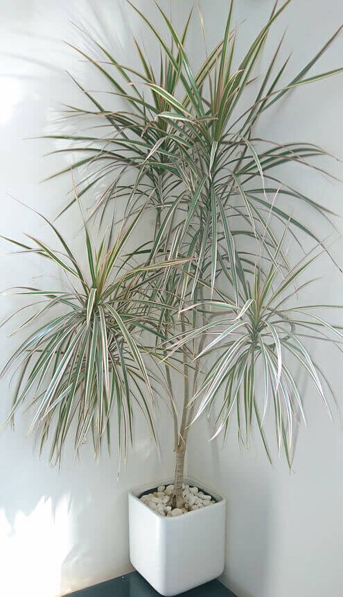 Best Tall Houseplants with Patterns 4