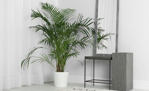 Types of Palm Plants 4