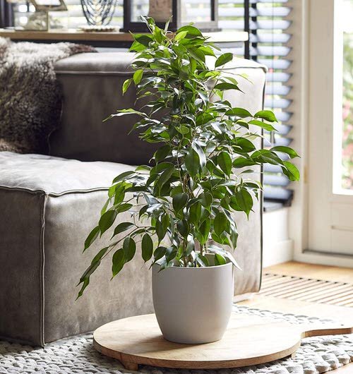 Best Houseplants for Stressed Out People 4