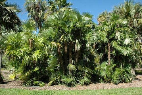 Types of Palm Plants 36