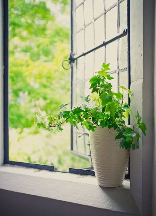 Pin Worthy Houseplant Pictures 36