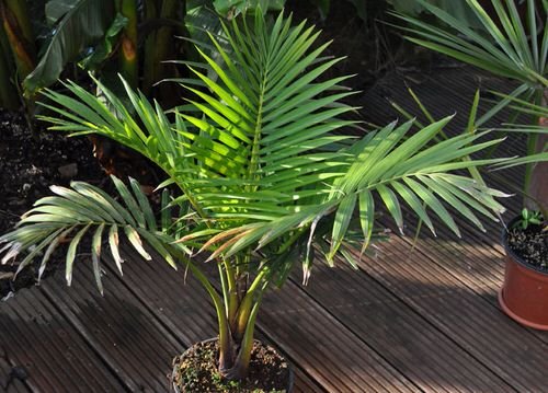 Types of Palm Plants 37