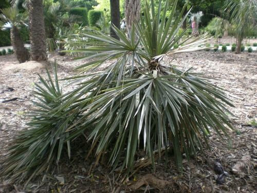 Types of Palm Plants 39