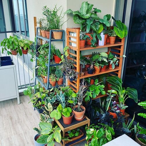 Top Balcony Gardens of November 2020 on Instagram 3