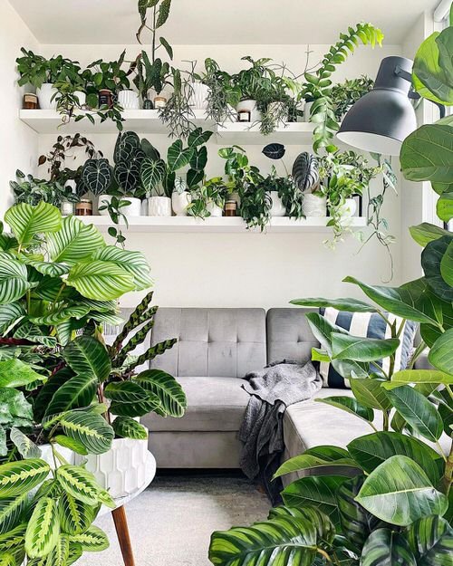 Best of Indoor Plant Décor on Instagram 4