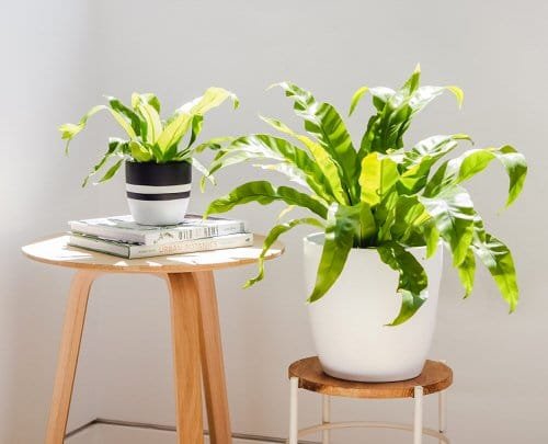 best ferns for containers 29