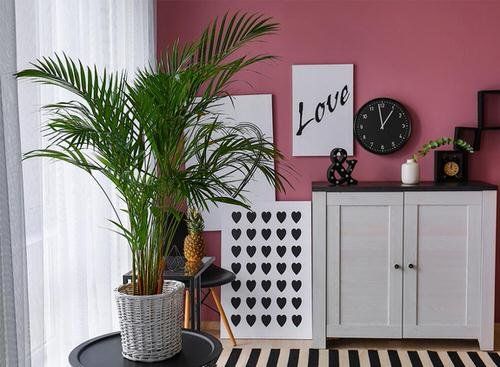 Décor Ideas with Indoor Palms 4
