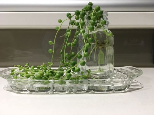 Indoor Plants in Glass Jars Ideas 4