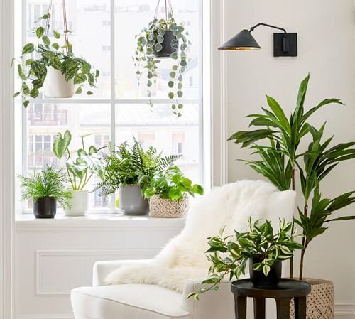 Pin Worthy Houseplant Pictures 19