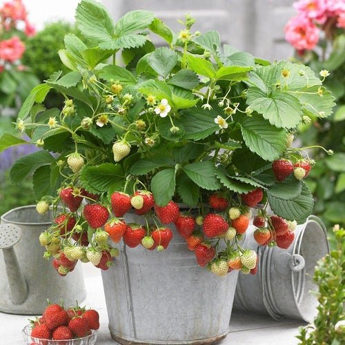 Fruits You Can Grow from Seeds and Leftovers from Kitchen 10