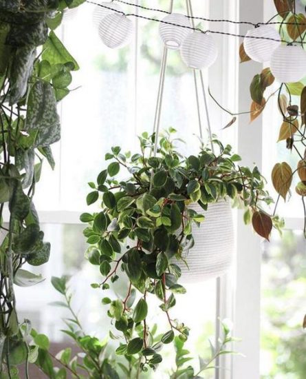 20 Unique Indoor Plants in Hanging Baskets Ideas | Balcony Garden Web