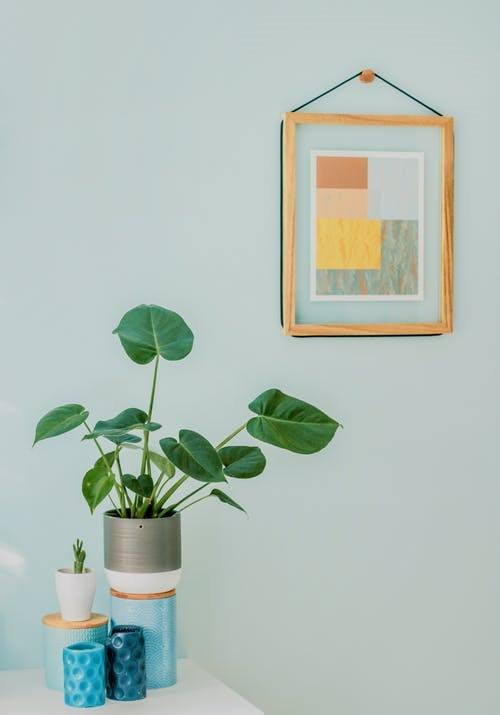 Pin Worthy Houseplant Pictures 41