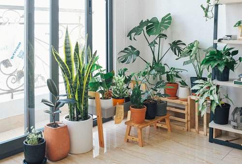 Pin Worthy Houseplant Pictures 43