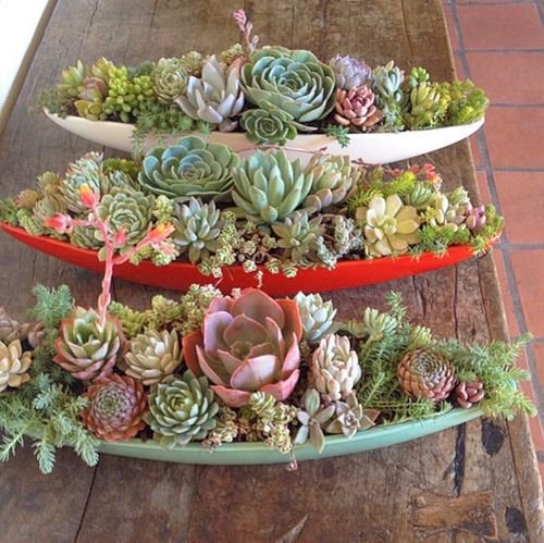 Eye-Catching Succulent Christmas Table Decoration Designs 12