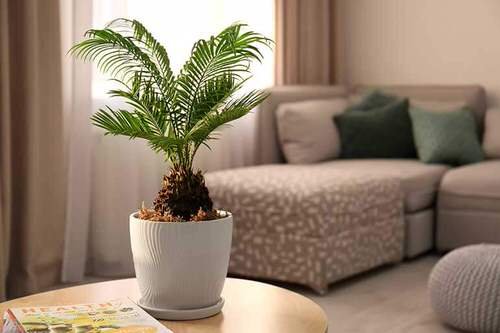 Houseplant Planting Guide 5