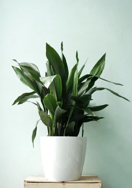 Houseplants You Can't Kill Even If You Want 8