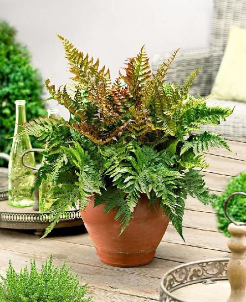 Best Houseplants for Stressed Out People 5
