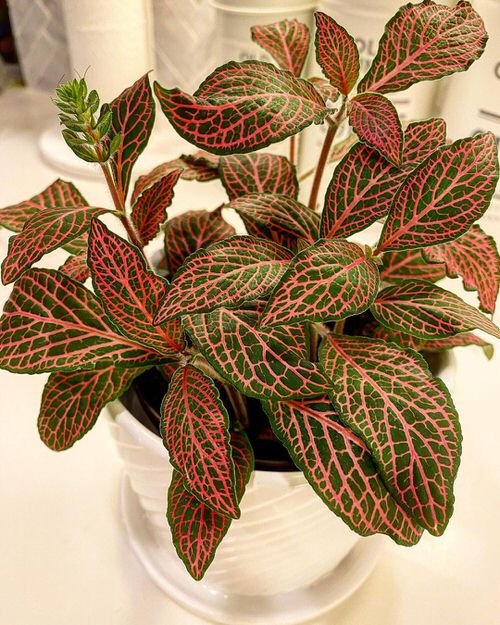 Houseplants with Red Stripes