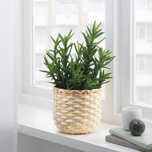 Pin Worthy Houseplant Pictures 46