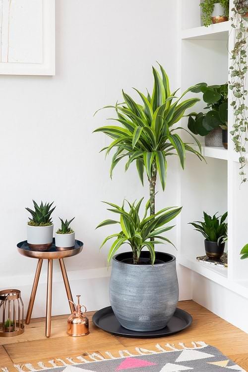 Best Indoor Plants for Dining Room 5