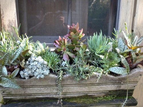 Succulent Window Box Ideas 7
