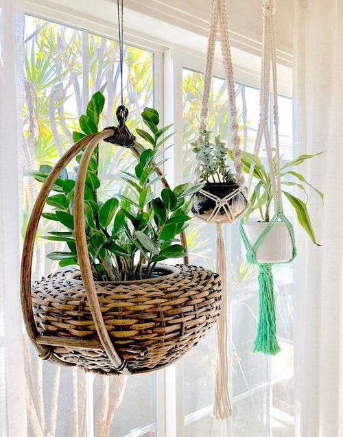 Unique Indoor Plants in Hanging Baskets 5
