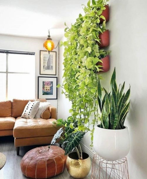 snake plant vertical decoration 4