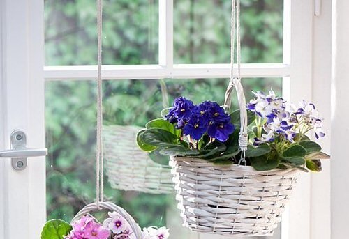 Indoor Flowering Plants for Hanging 04