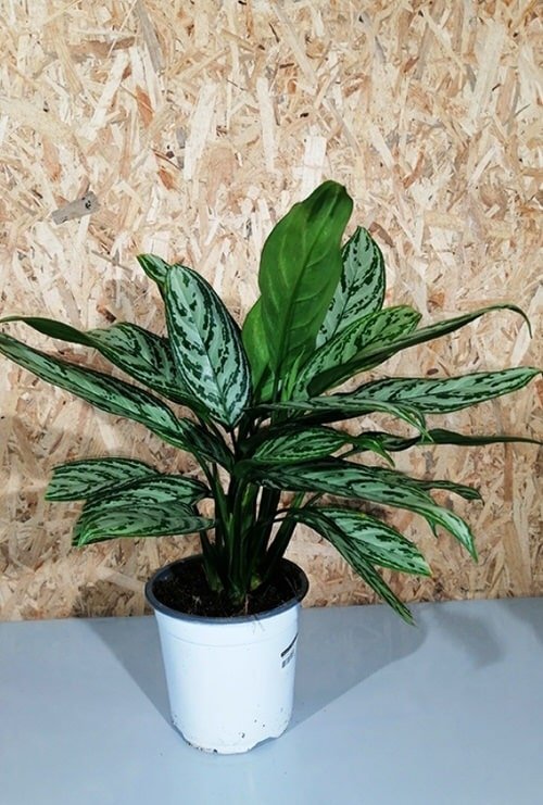 Variegated Versions of Most Popular Houseplants 25