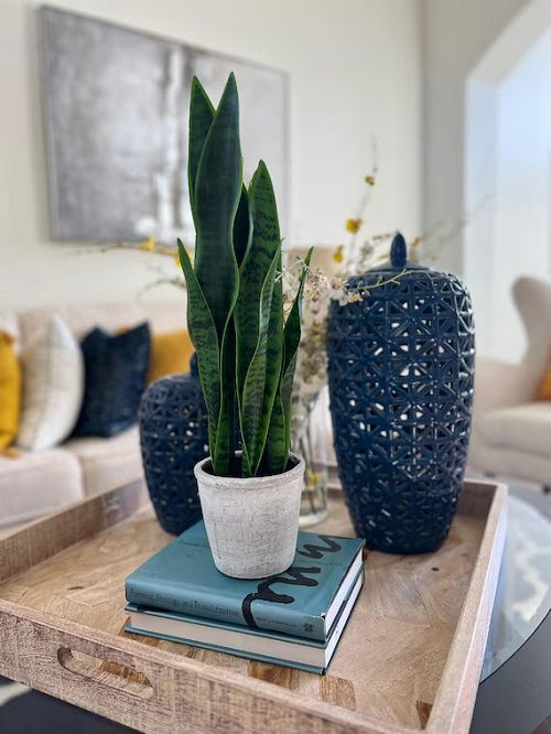 snake plant vertical decoration 5