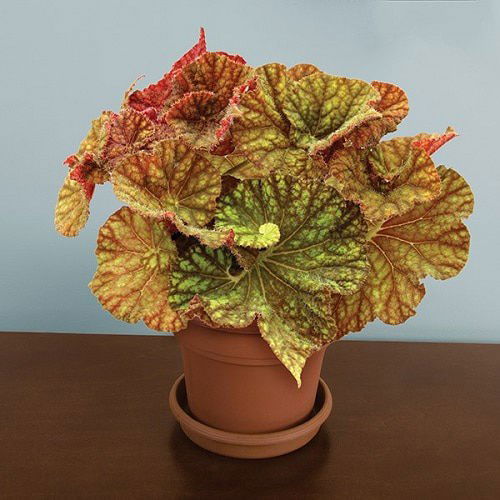 Bronze Leaf Houseplants 16