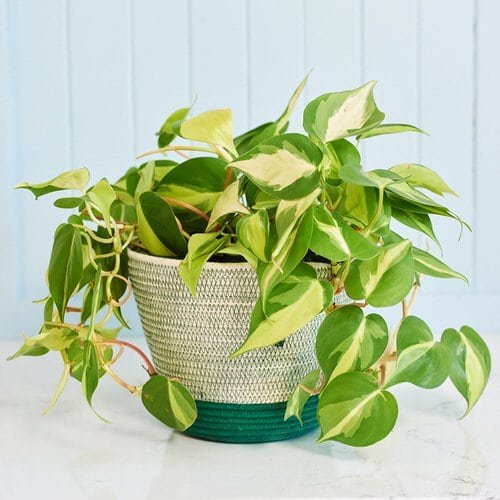 Variegated Versions of Most Popular Houseplants 7