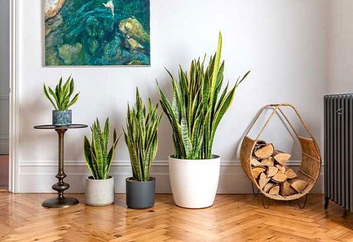 snake plant vertical decoration 3